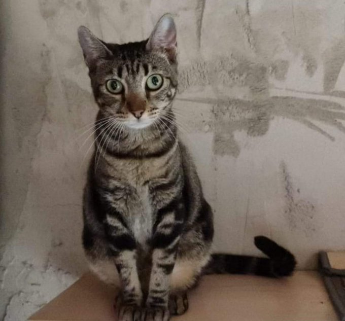 Gato