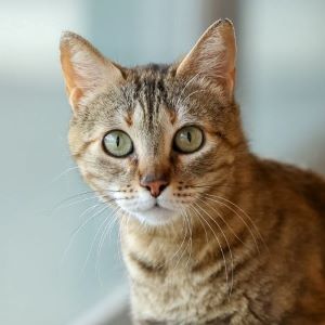 Gato