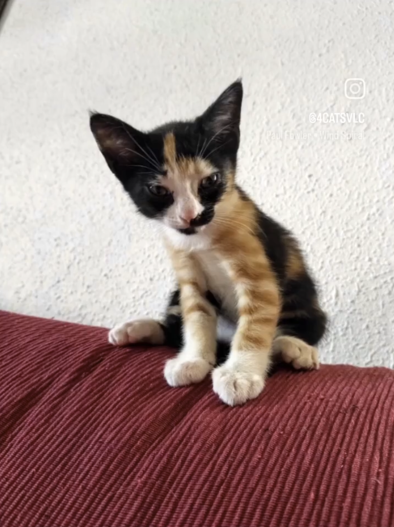 Gato