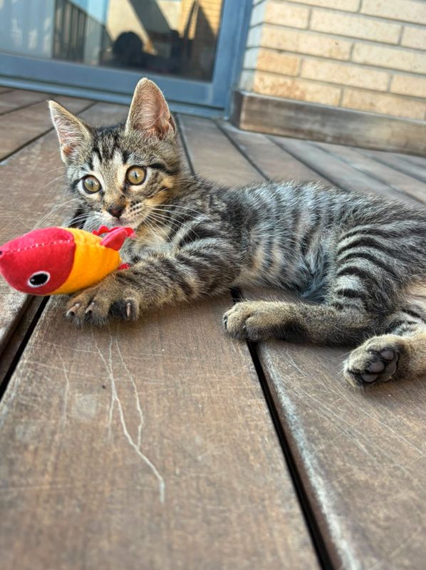 Gato