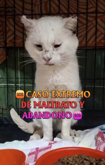 Gato