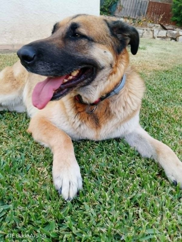Maya, Perro