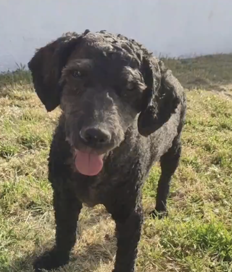 Perro