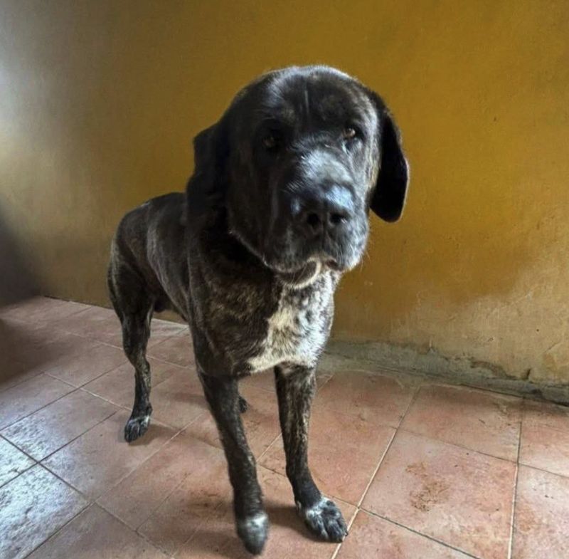 Perro, Perro