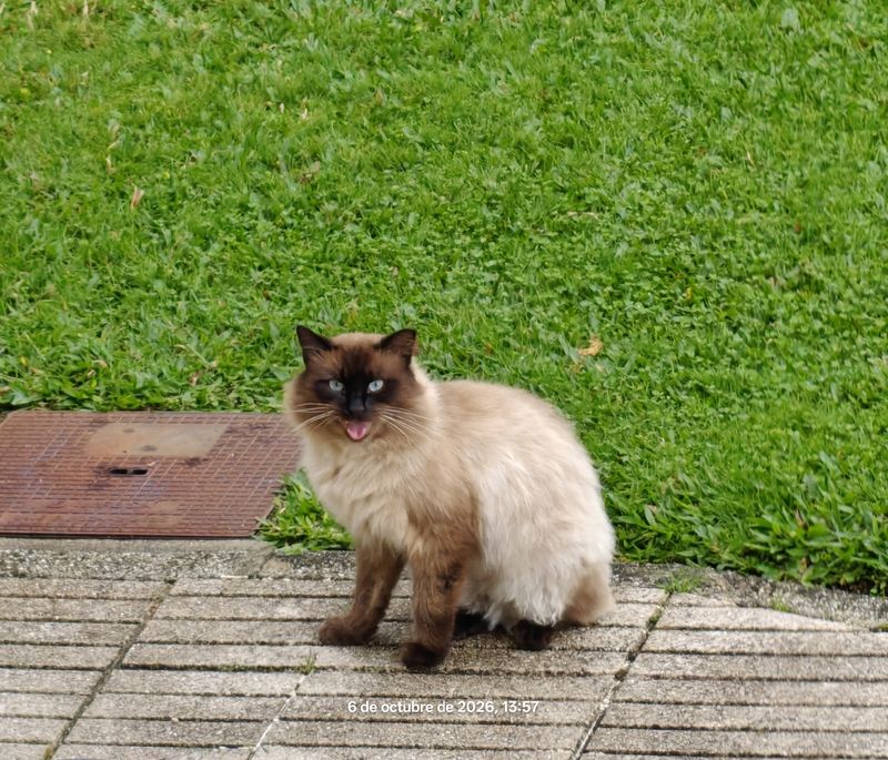 Gato recogido en Ames