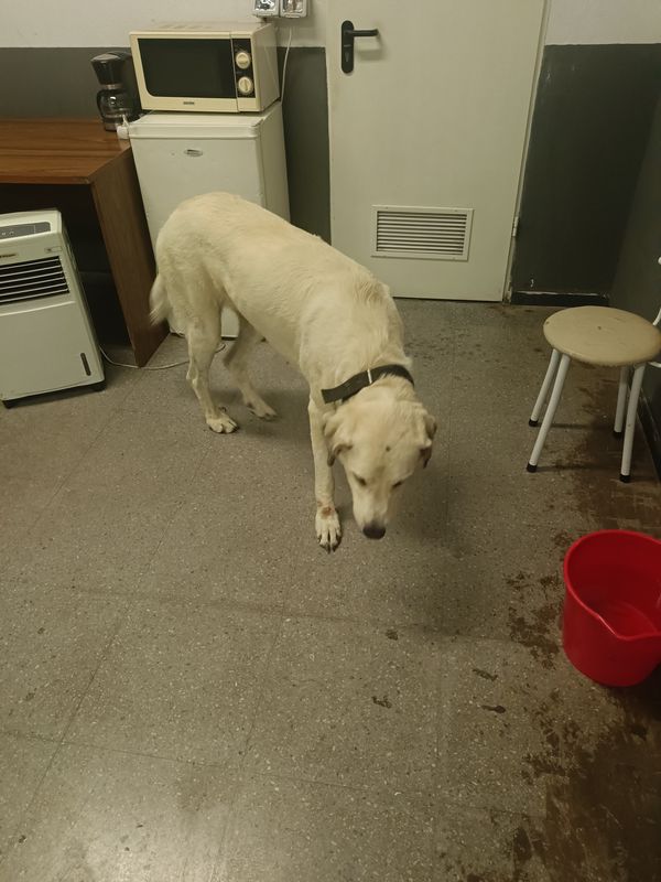 Perro