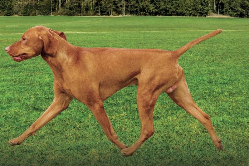 Perro