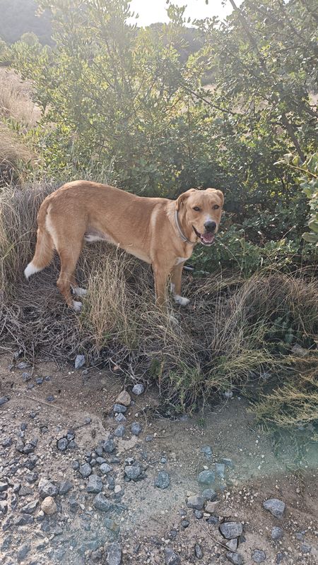 Perro recogido en la Vila Joiosa / Villajoyosa