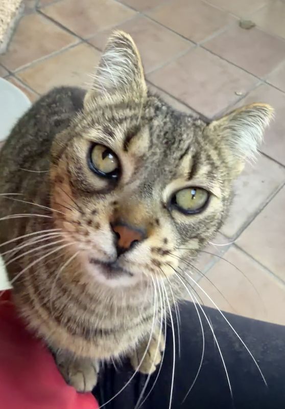 Gato