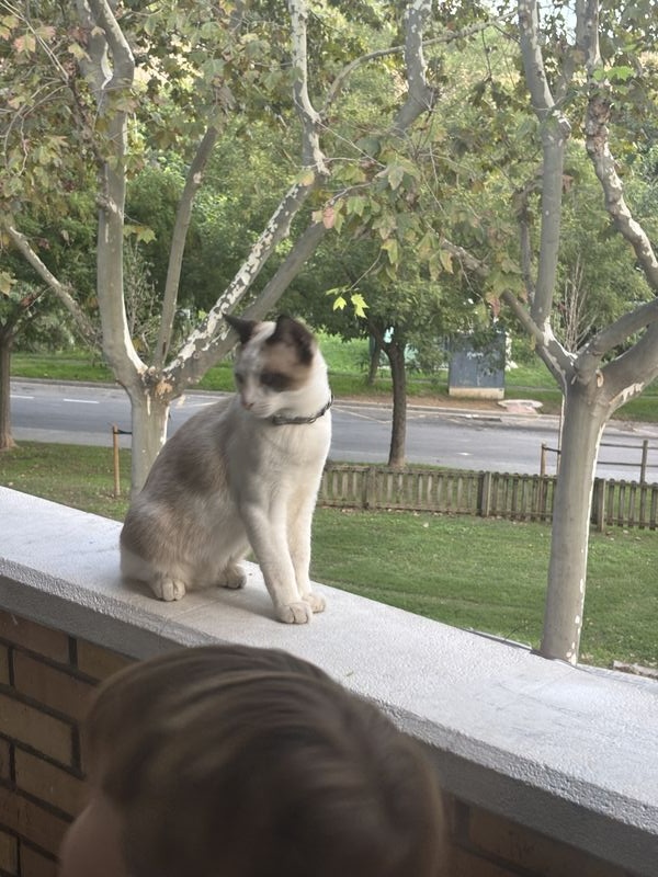 Gato recogido en Rubí