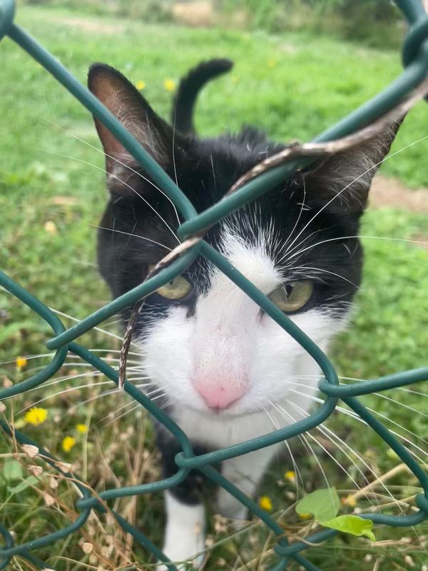 Gato
