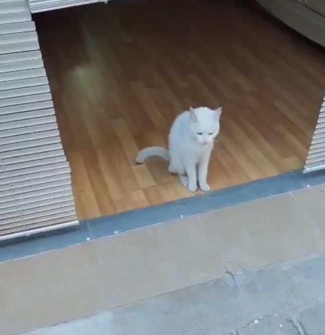 Gato