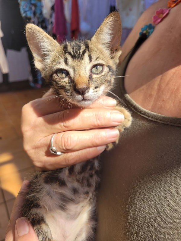 Gato