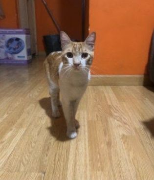 Gato