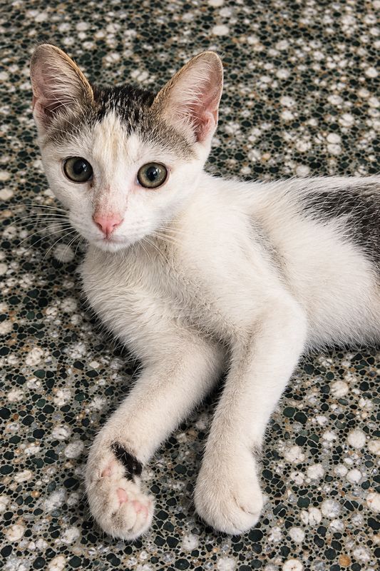 Gato
