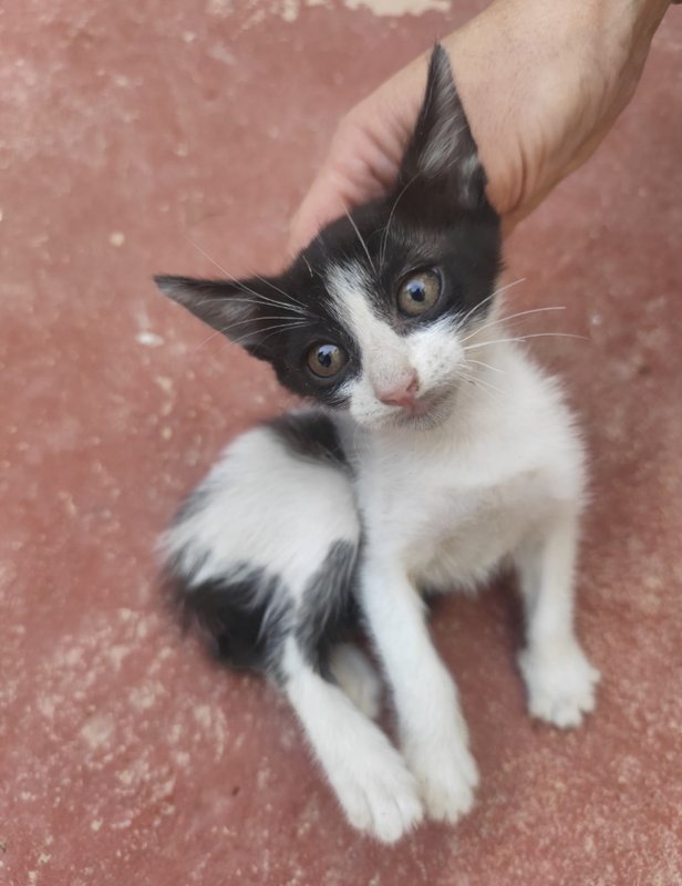 Gato