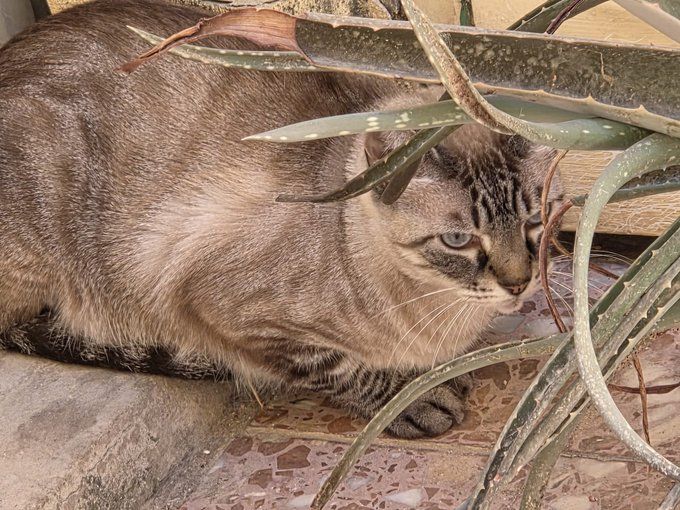 Gato