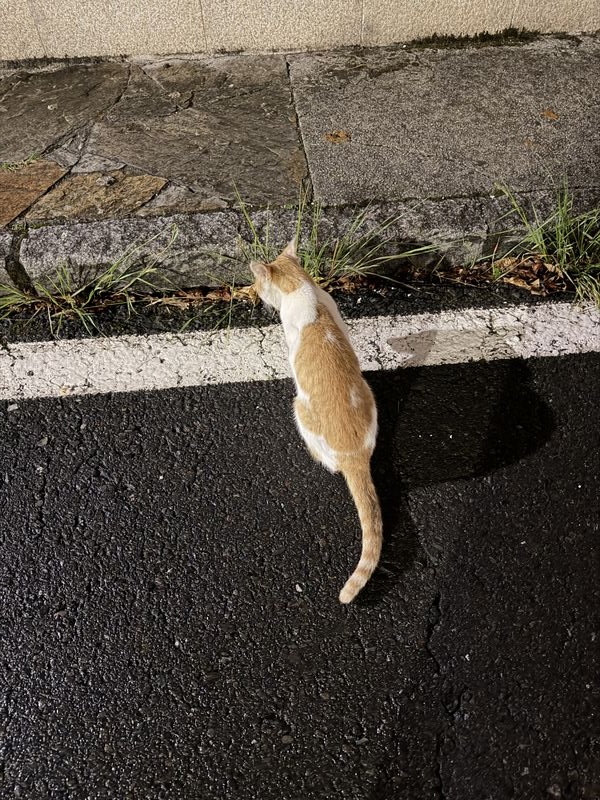 Gato