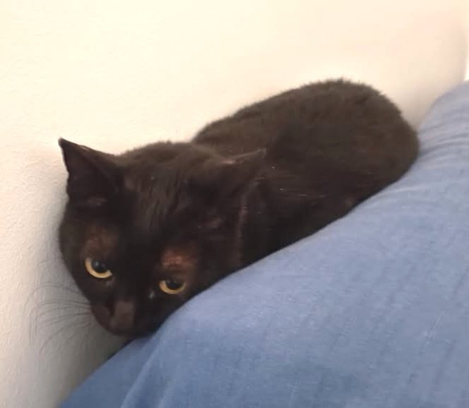 Gato