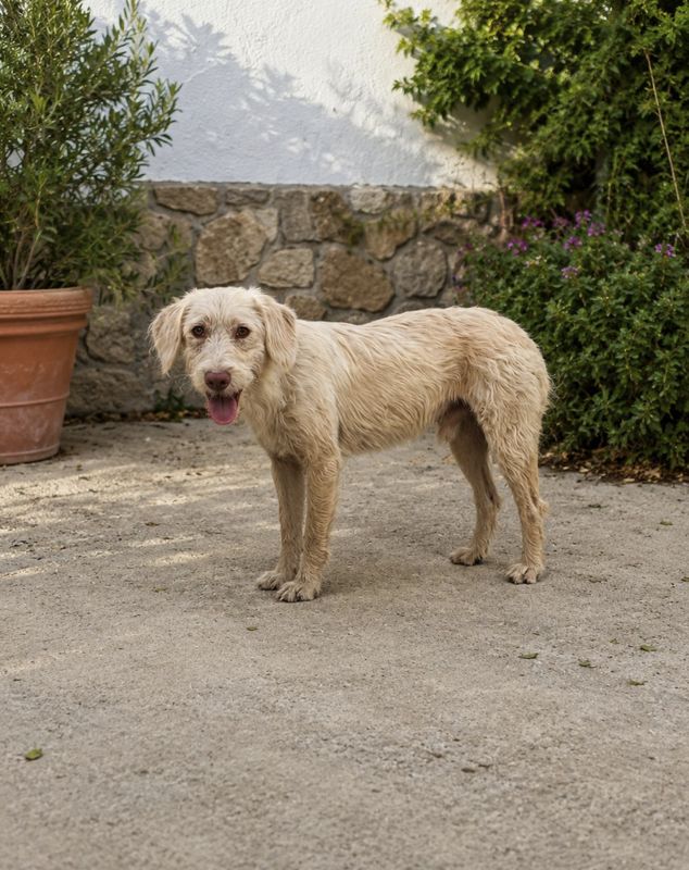Perro