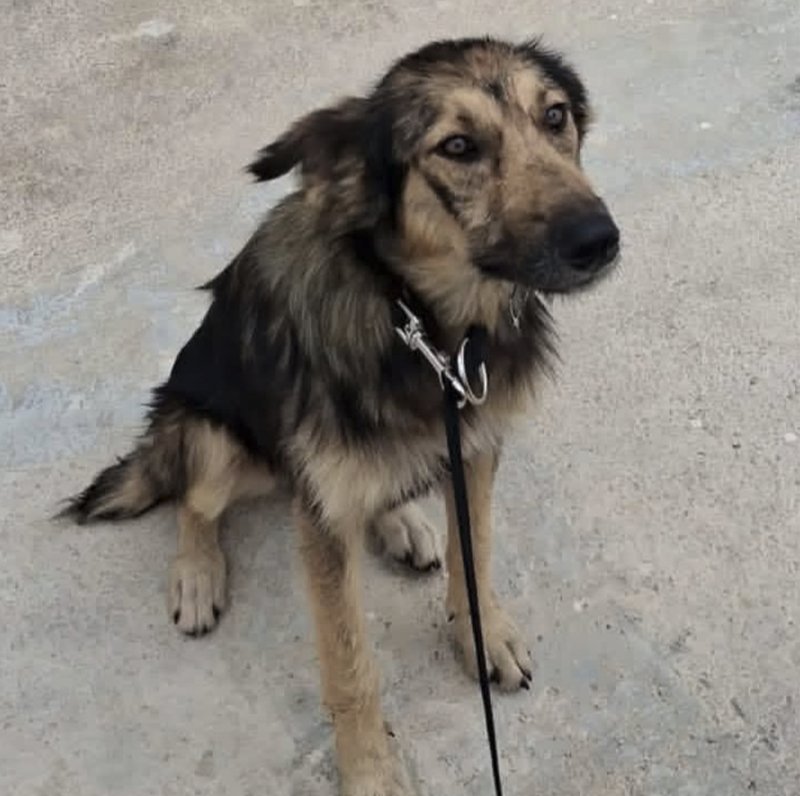 Perro