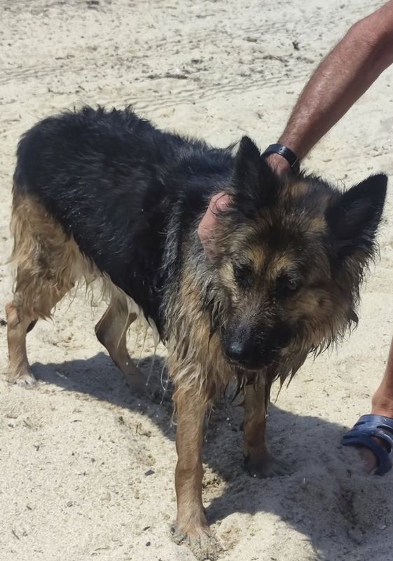 Perro
