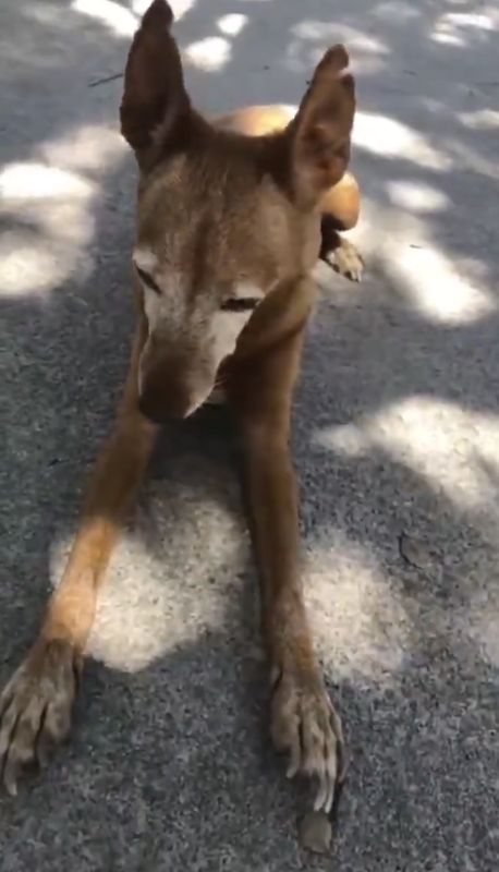 Perro