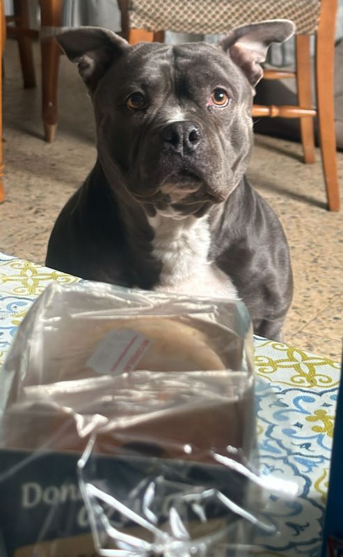 Duna, Perro perdida