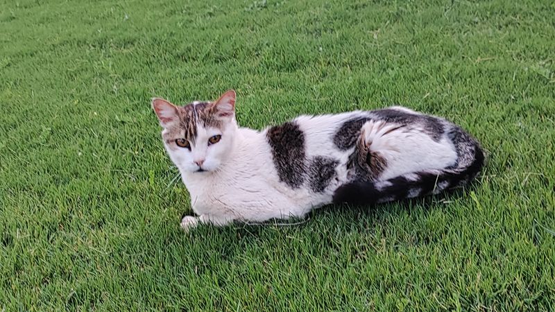 Alonso, Gato perdido