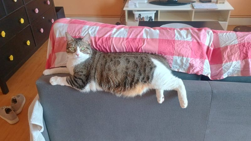 Raffaella, Gato perdida