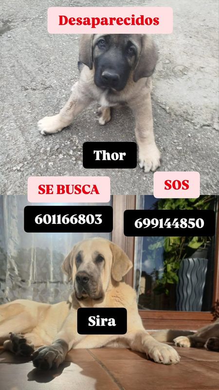 Sira y Thor está perdido