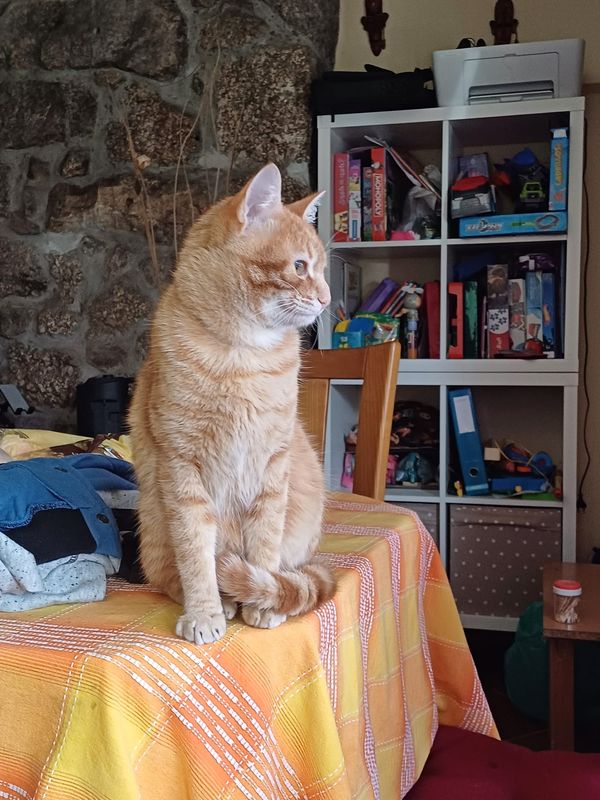Gato ha vuelto a casa