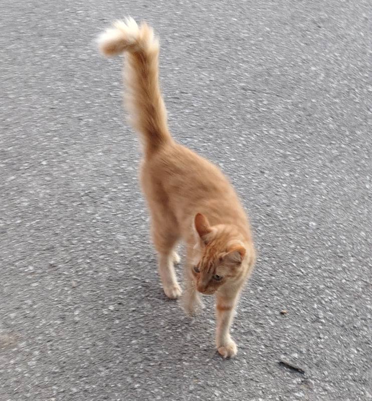 Leo (Lionel) está perdido