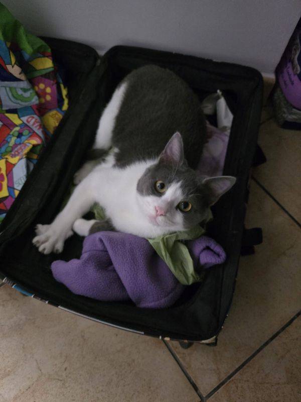 MTOTO está perdido