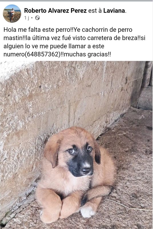 Aún no responde a ningún nombre, Perro perdido