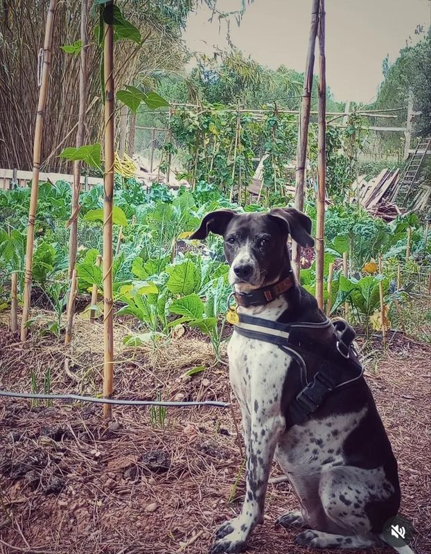 Àfrica, Perro perdida