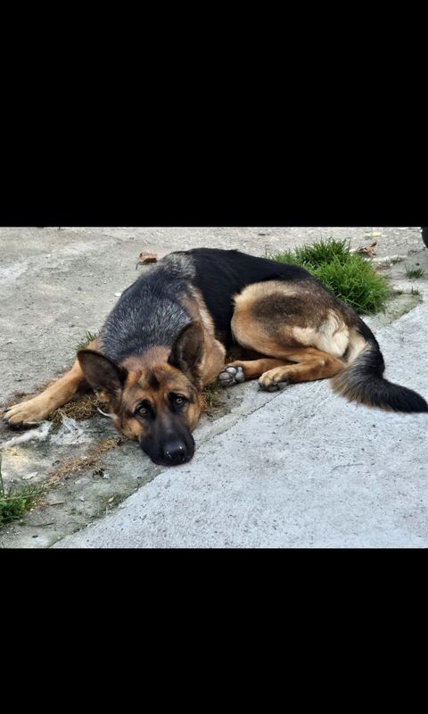 Chuky ha vuelto a casa