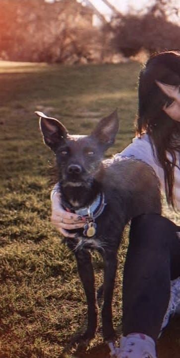 Lolo, Perro perdido