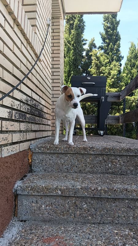 Coco, Perro perdido
