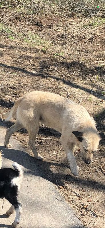 Tigre, Perro perdido