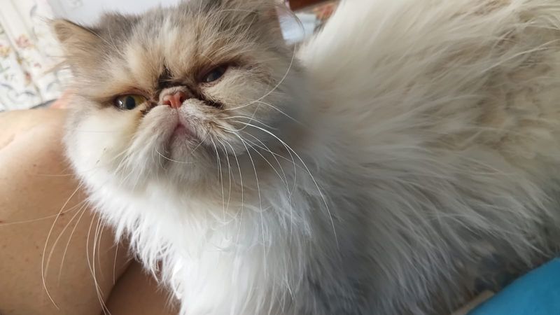 Nataly, Gato perdida
