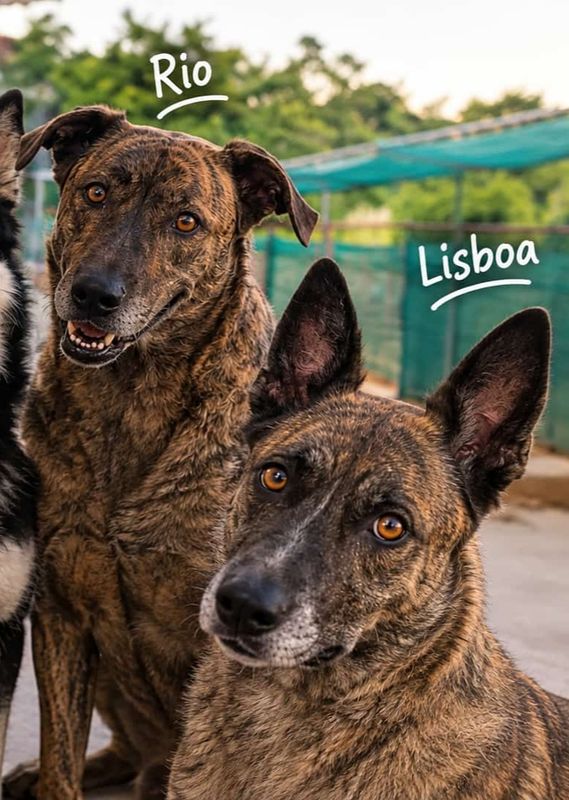 Lisboa está perdida