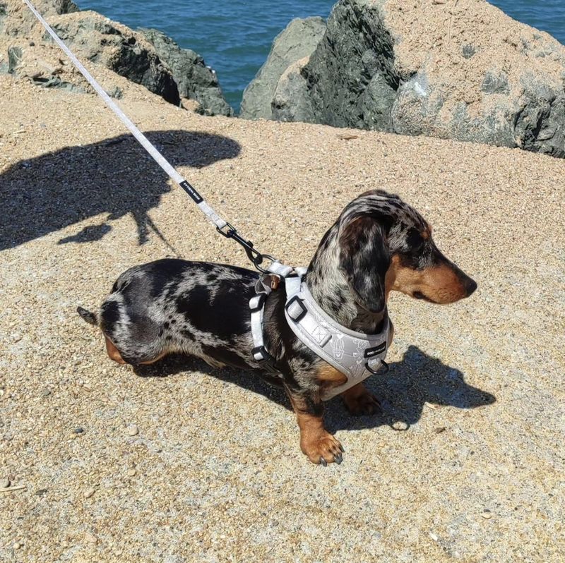 Palo, Perro perdida