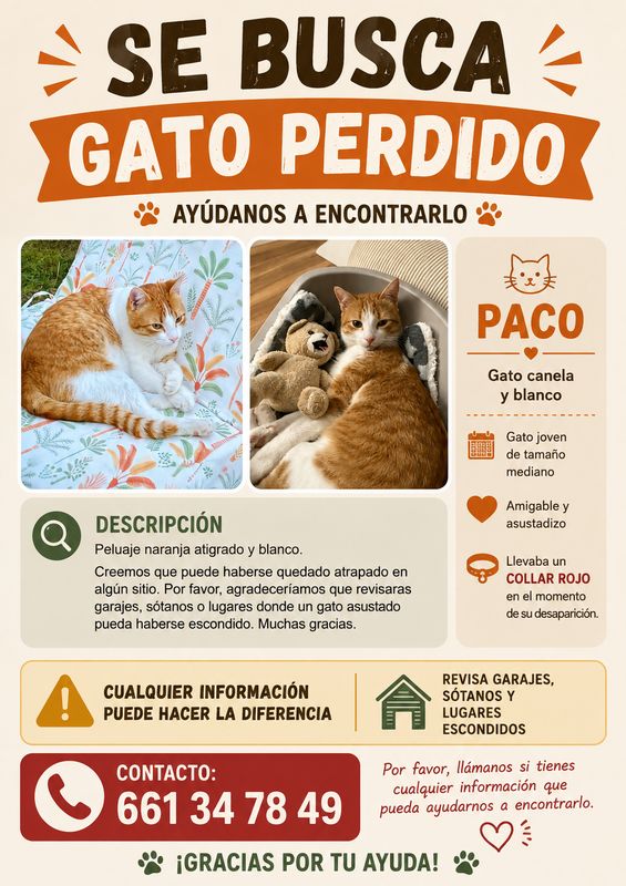 Paco, Gato perdido