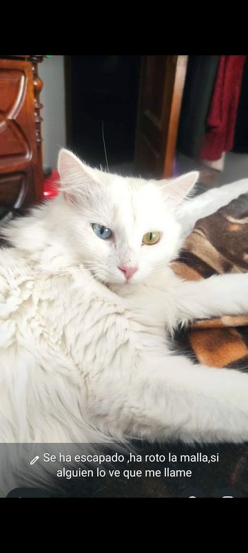 Bowie está perdido