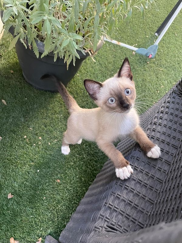 Chloe está perdida