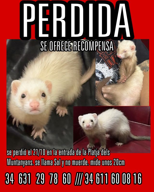 Sol está perdida