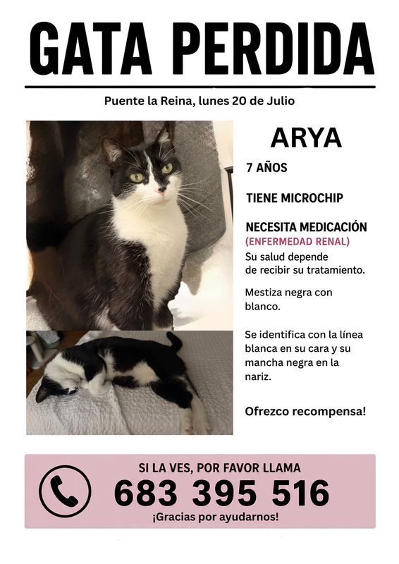 Arya, Gato perdida