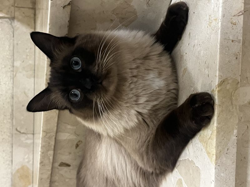 Mochi, Gato perdido