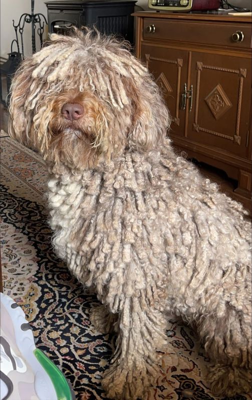 Cuero, Perro perdido